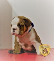 Click sobre la imagen para ampliarla