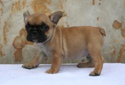             
 Ejemplares de Bulldog frances para la venta        

            


            


            