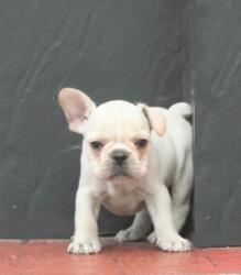 Cachorros de raza bulldog frances para la venta del criadero Nutibara Bulldogs


            


            