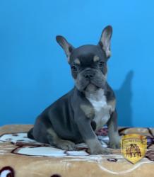 
            
ventadecachorroscriaderonutibarabulldogsencolombiabogota

            