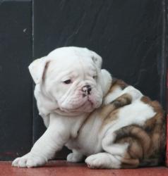             cachorros de raza bulldog ingles para la venta del criadero Nutibara Bulldogs


            


            


            