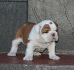 
            cachorros de raza bulldog ingles para la venta del criadero Nutibara Bulldogs


            


            


            