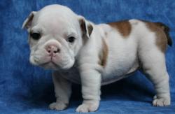 cachorra bulldog ingles
            


            
