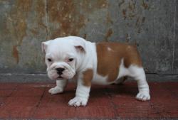 vendo cachorro bulldog ingles

            


            