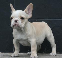             cachorros de bulldof frances para la venta del criadero Nutibara Bulldogs 

            


            


            