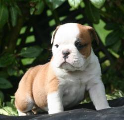 Cachorros de raza bulldog ingles para la venta del criadero nutibara bulldogs


            


            