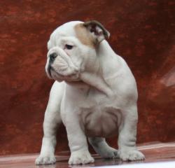 Cachorros de bulldog ingles para la venta 100% puros


            


            