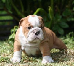 cachorros para la venta de raza bulldog ingles del criadero Nutibara Bulldogs


            


            