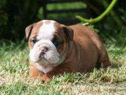 cachorros  para la venta de raza Bulldog Ingles del criadero Nutibara Bulldogs


            


            