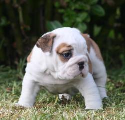 Click sobre la imagen para ampliarla