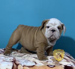 Click sobre la imagen para ampliarla