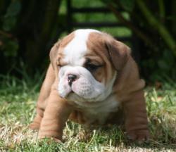             
cachorros de raza bulldog ingles para la venta del criadero nutibara bulldogs  

            


            


            