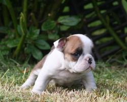 cachorros de bulldog ingles para la venta del criadero Nutibara Bulldogs 


            


            
