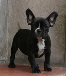             Ejemplar de Bulldog frances



            


            


            