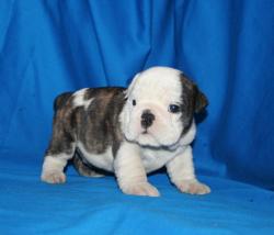             Ejemplar de Bulldog Ingles para la venta


            


            


            