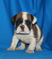 Click sobre la imagen para ampliarla