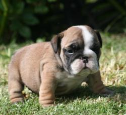 Click sobre la imagen para ampliarla