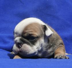 CACHORROS DE RAZA BULLDOGS INGLES PARA LA VENTA DEL CRIADERO NUTIBARA BULLDOGS


            


            