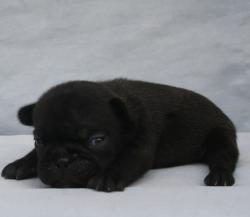 
            Cachorros disponibles de Bulldog Frances


            


            


            