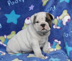 Cachorros de Bulldog Ingles para la venta del criadero Nutibara Bulldogs


            


            