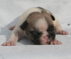             
Cachorros disponibles de Bulldog Frances

            

Cachorros disponibles de Bulldog Frances
            


            


            


            