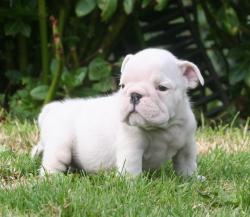 cachorros de raza bulldog ingles para la venta del criadero Nutibara Bulldogs


            


            