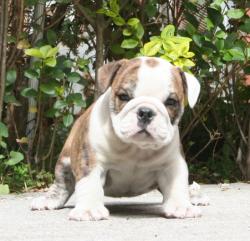 Ejemplares de Bulldog Ingles para la venta


            


            