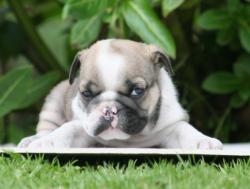 cachorros de bulldog ingles para la venta del criadero Nutibara Bulldogs


            


            