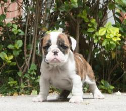 cachorros de bulldog Ingles par la venta


            


            