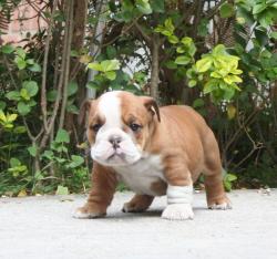 Ejemplar de Bulldog Ingles para la venta
            


            