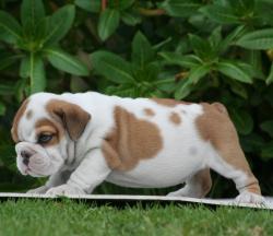 Click sobre la imagen para ampliarla