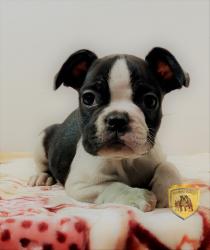 Click sobre la imagen para ampliarla