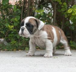 Ejemplar de Bulldog Ingles para la venta


            