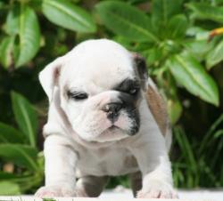 cachorros de raza Bulldog Ingles para la venta del Criadero Nutibara Bulldogs


            


            