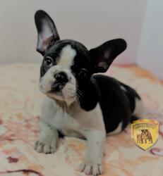 Click sobre la imagen para ampliarla