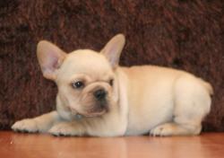 cachorros para la venta cachorros de raza bulldog frances del criadero Nutibara bulldogs 


            


            