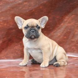 cachorros de bulldog frances para la venta registrados


            


            