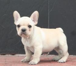 cachorros para la venta cachorros de raza bulldog frances del criadero Nutibara bulldogs 



            


            