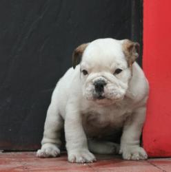             cachorros de raza bulldog ingles para la venta del criadero Nutibara bulldogs 

            


            


            