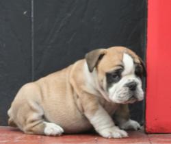 Click sobre la imagen para ampliarla