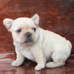 cachorros de bulldog frances para la venta

            


            