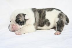 Click sobre la imagen para ampliarla