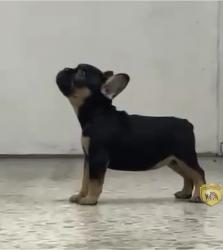 Click sobre la imagen para ampliarla