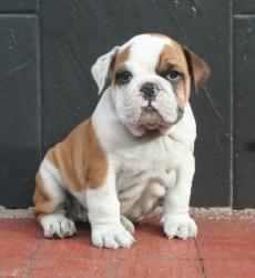 cachorro de raza  bulldog ingles para la venta del criadero Nutibara Bulldogs


            


            
