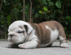 Click sobre la imagen para ampliarla