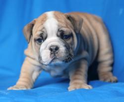 CACHORROS DE RAZA BULLDOG INGLES PARA LA VENTA DEL CRIADERO NUTIBARA BULLDOG


            


            