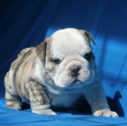 cachorros de raza bulldog ingles para la venta del criadero Nutibara Bulldogs 


            


            