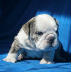 Click sobre la imagen para ampliarla