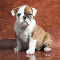 Ejemplares de Bulldog Ingles


            


            
