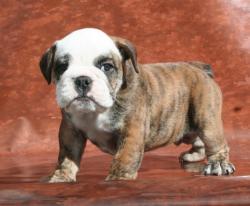 

            

Ejemplar de Bulldog Ingles
            


            


            